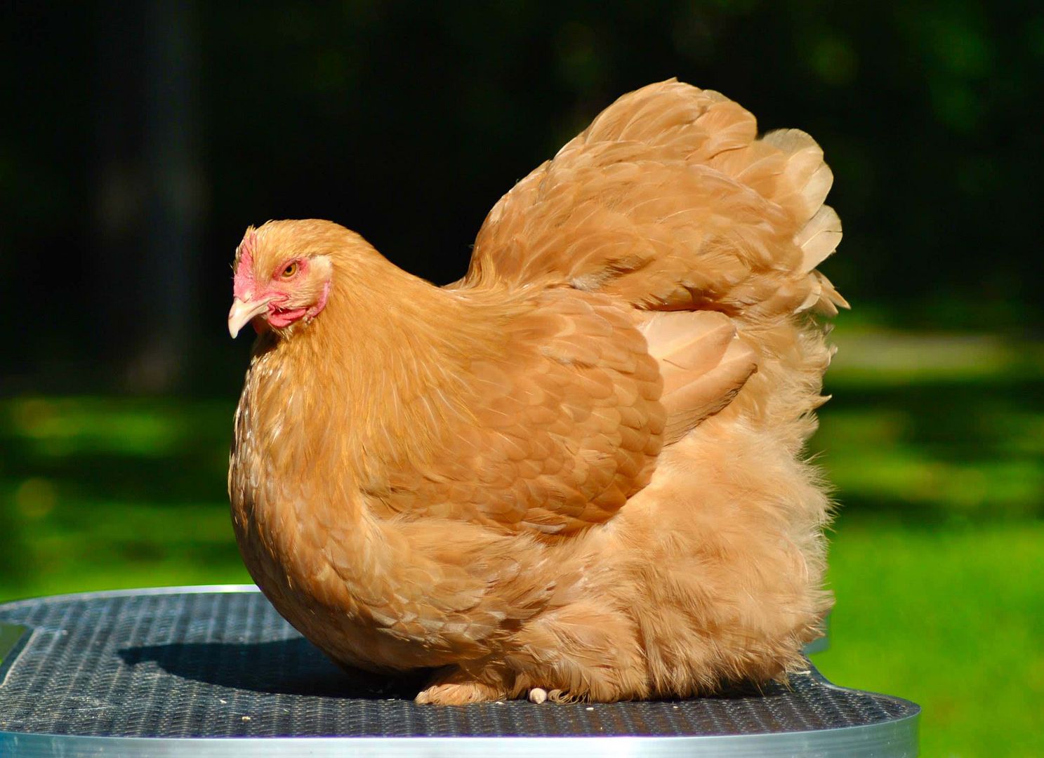 8 English Buff Orpington Chicks St Run (Auction ID 151986, End Time Apr. 01, 2019 203000